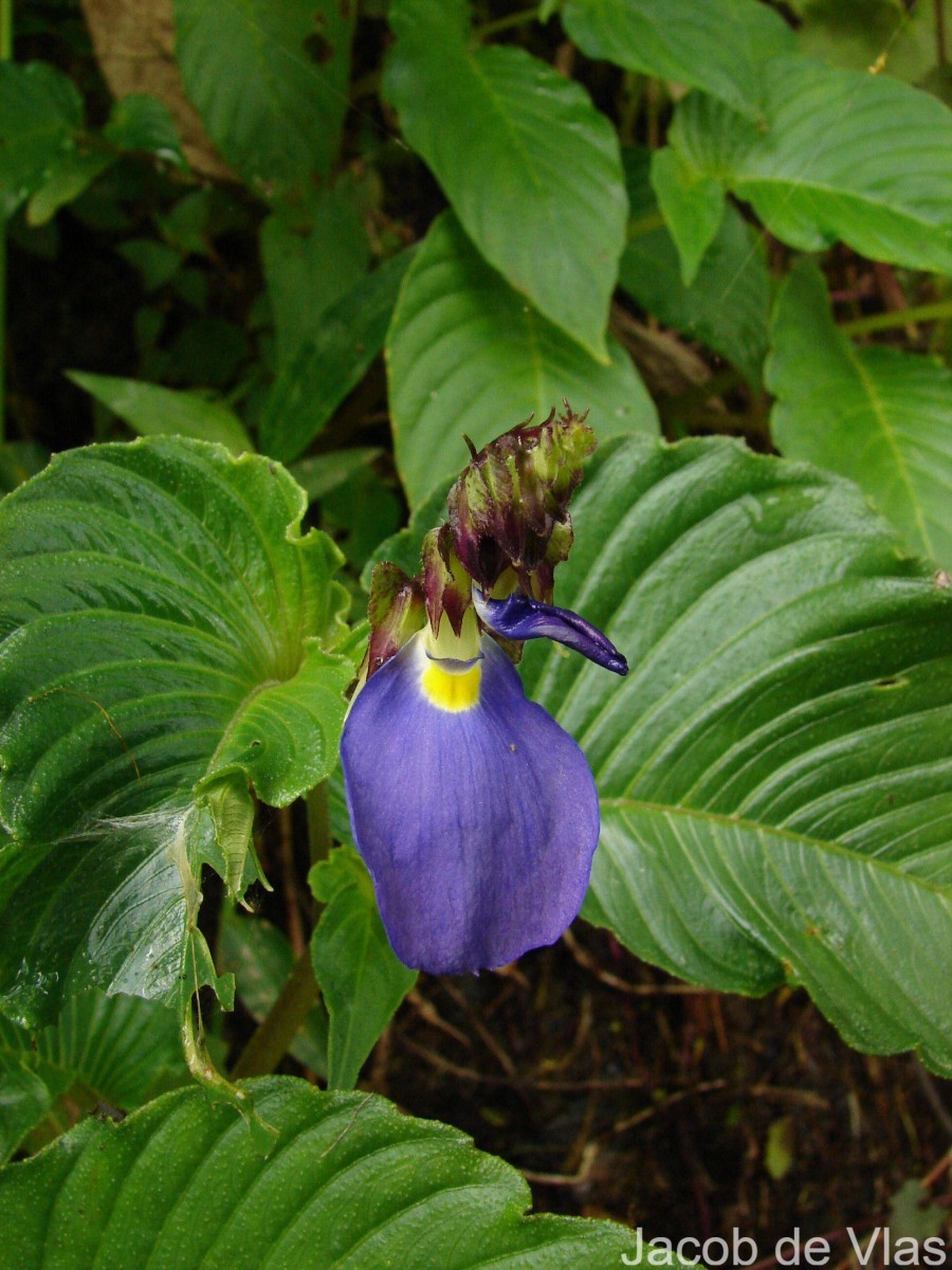 Rhynchoglossum notonianum (Wall.) B.L.Burtt